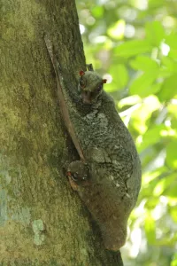 Vliegende katten [Cynocephalidae]